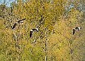 20260423 PENSAPR00175A