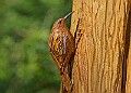 20260423 PENSAPR00215A
