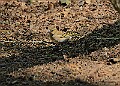 20260423 PENSAPR00259A