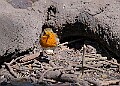 20260423 PENSAPR00305A
