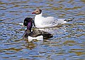 20260423 PENSAPR00335A