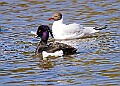 20260423 PENSAPR00336A
