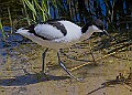 20260423 PENSAPR00348A