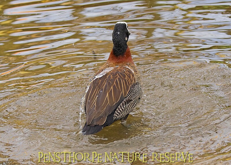 2025-12-11PENSDECB00003A.JPG