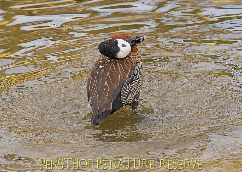 2025-12-11PENSDECB00005A.JPG