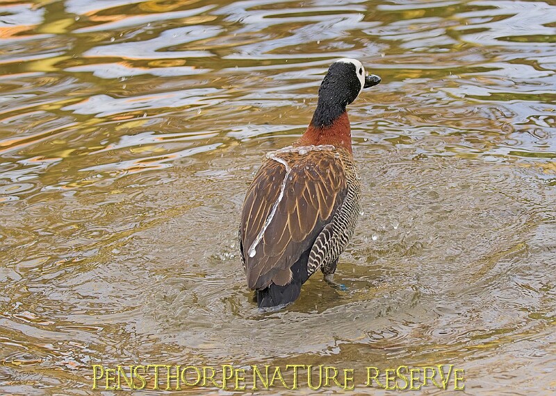 2025-12-11PENSDECB00006A.JPG