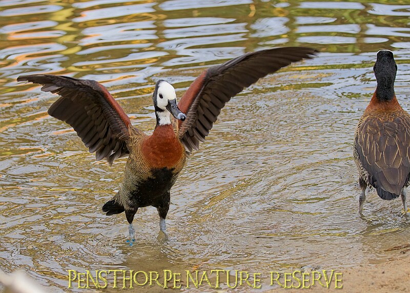 2025-12-11PENSDECB00014A.JPG
