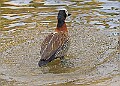 2025-12-11PENSDECB00007A