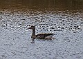 2025-12-11PENSDECB00035A