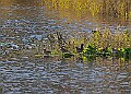 2025-12-11PENSDECB00044A
