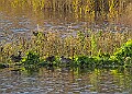 2025-12-11PENSDECB00046A