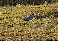 2025-12-11PENSDECB00132A