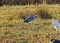 2025-12-11PENSDECB00134A
