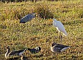 2025-12-11PENSDECB00135A