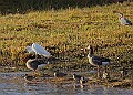 2025-12-11PENSDECB00156A