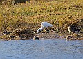 2025-12-11PENSDECB00175A