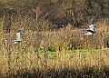 2025-12-11PENSDECB00283A
