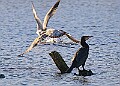 2025-12-11PENSDECB00392A