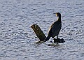 2025-12-11PENSDECB00396A
