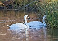 2025-12-11PENSDECB00418A