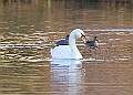 2025-12-11PENSDECB00427A