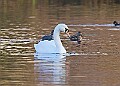 2025-12-11PENSDECB00428A
