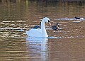 2025-12-11PENSDECB00430A