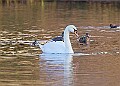 2025-12-11PENSDECB00431A