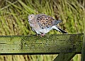 2025-12-11PENSDECB00456A