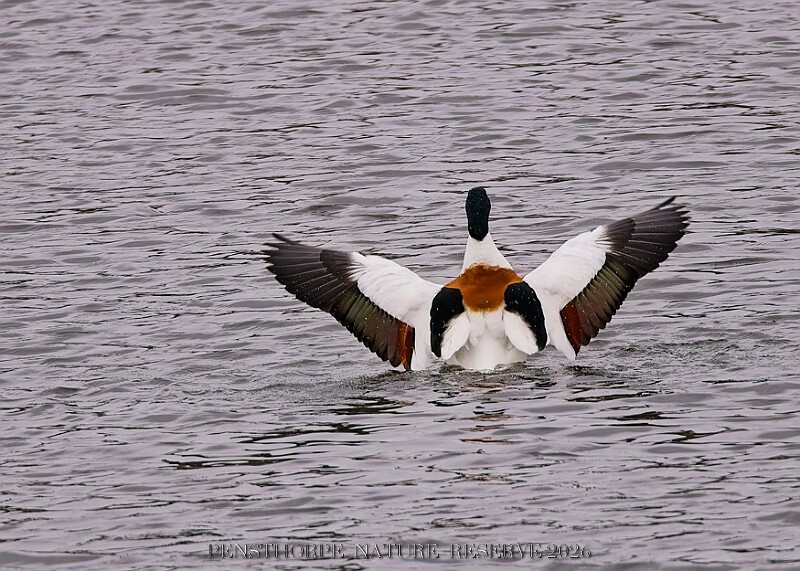 20260226 PENSFEB00181A.JPG