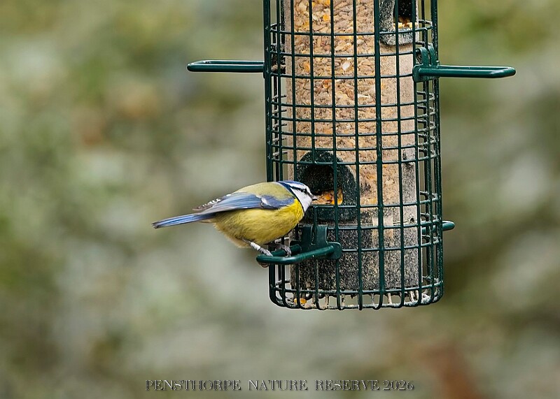 20260226 PENSFEB00225A.JPG