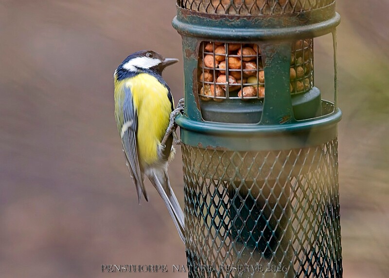 20260226 PENSFEB00229A.JPG