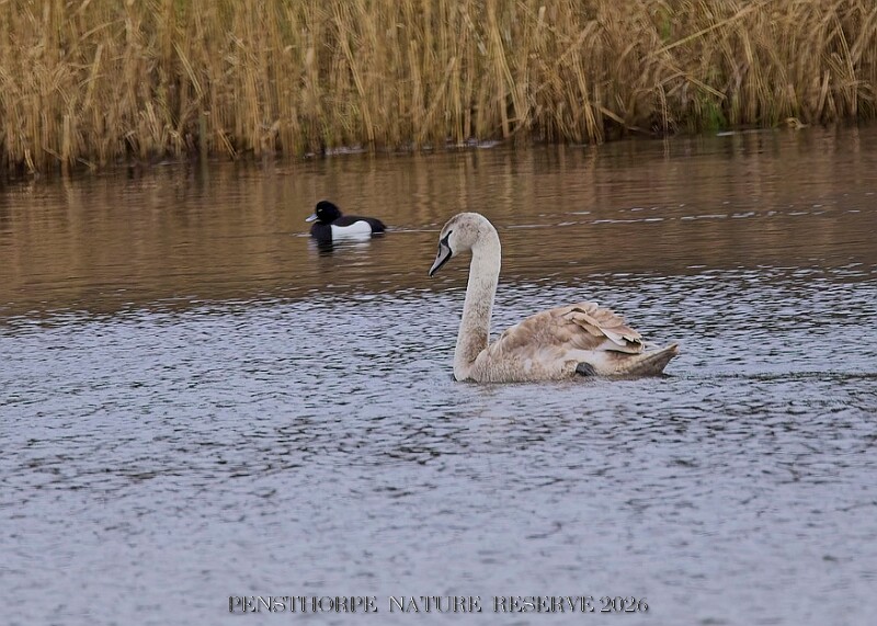 20260226 PENSFEB00281A.JPG
