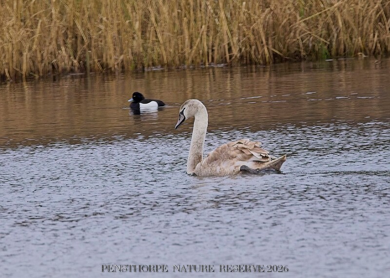 20260226 PENSFEB00283A.JPG
