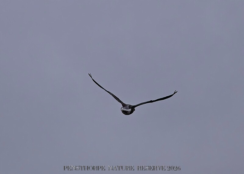 20260226 PENSFEB00299A.JPG