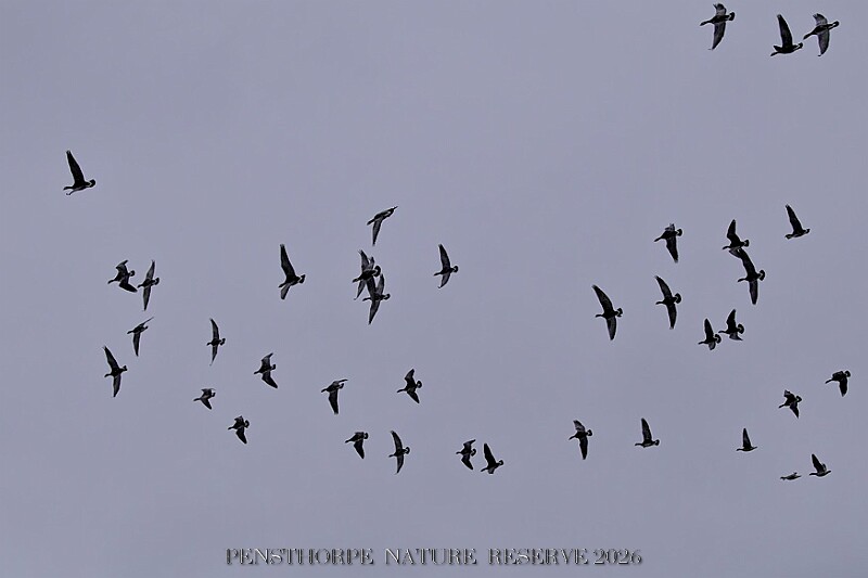 20260226 PENSFEB00303A.JPG
