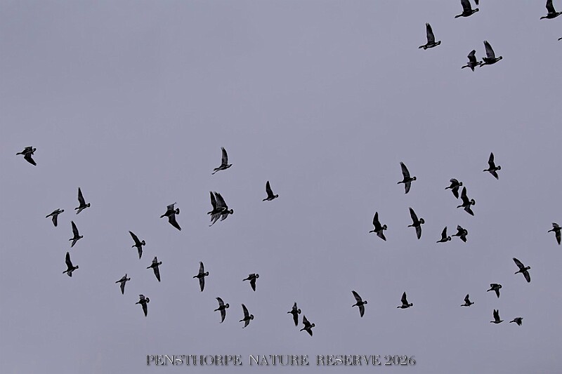 20260226 PENSFEB00304A.JPG