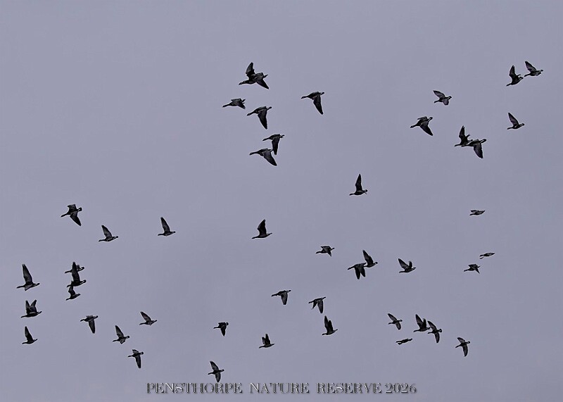 20260226 PENSFEB00305A.JPG