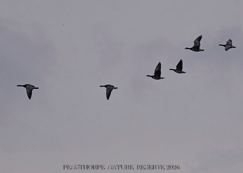 20260226 PENSFEB00314A.JPG