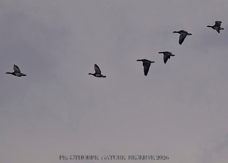 20260226 PENSFEB00315A.JPG