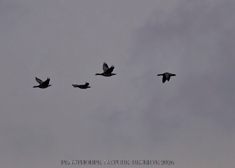 20260226 PENSFEB00317A.JPG