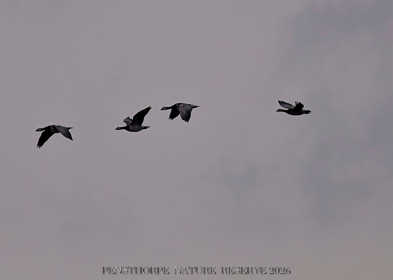 20260226 PENSFEB00318A.JPG