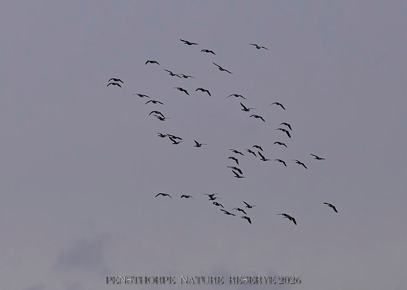 20260226 PENSFEB00319A.JPG