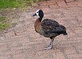 20260226 PENSFEB00055A