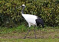 20260226 PENSFEB00085A