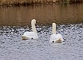20260226 PENSFEB00274A
