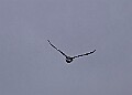 20260226 PENSFEB00299A