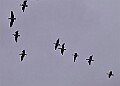 20260226 PENSFEB00301A