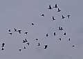 20260226 PENSFEB00308A
