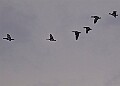 20260226 PENSFEB00315A